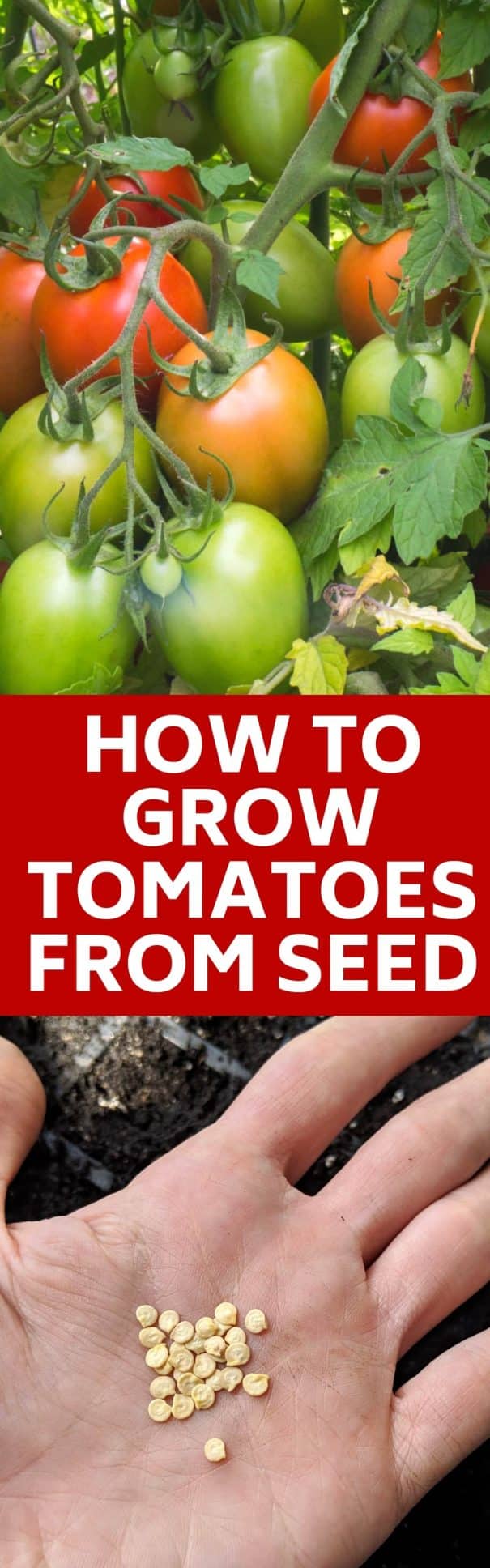 How To Grow Tomatoes From Seed From Seeds To Fresh Tomatoes