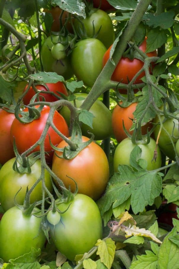 Step by step guide on how to grow tomatoes from seed. Walks you through the process of growing seeds indoors, hardening off and planting in the garden! Learn how we grow hundreds of pounds of tomatoes every year!