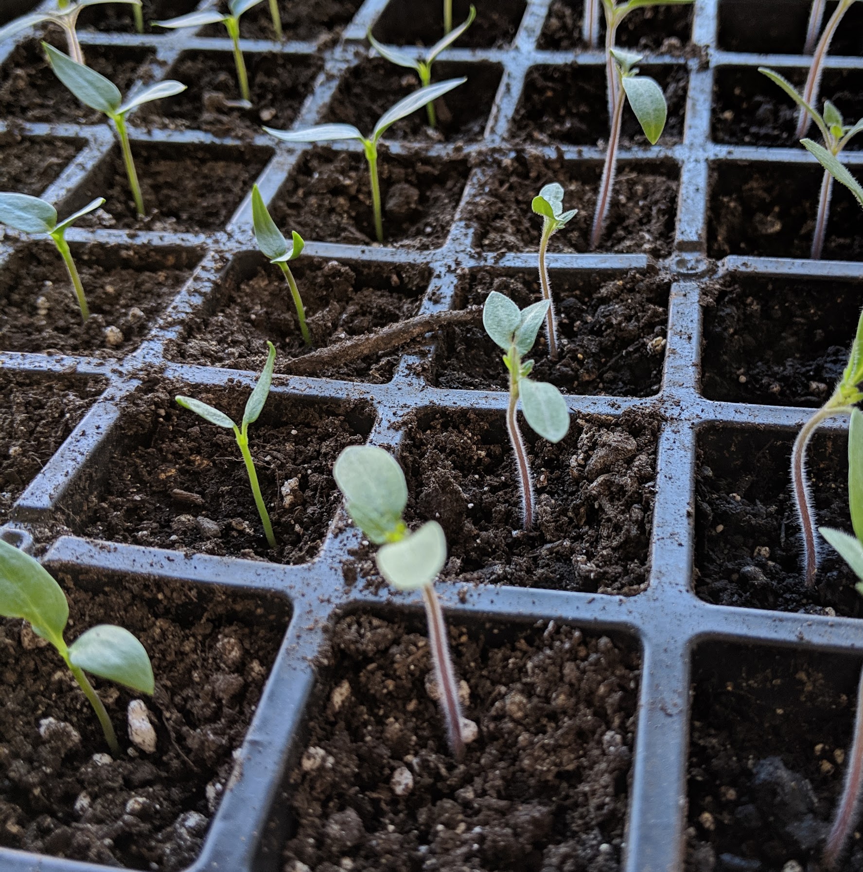 Tomatoes Growing From Seed