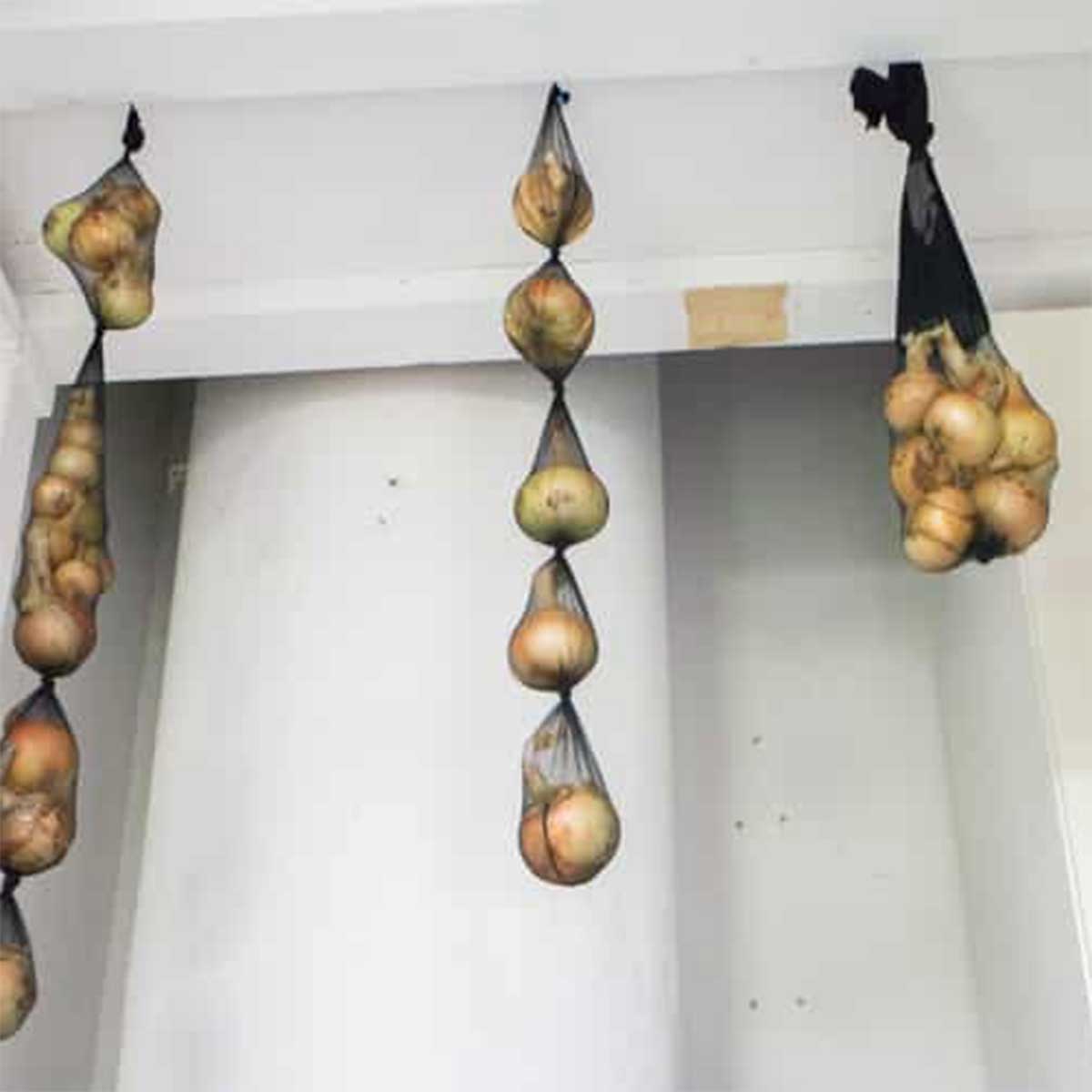 How To Store Onions Using Pantyhose Make Them Last For Months