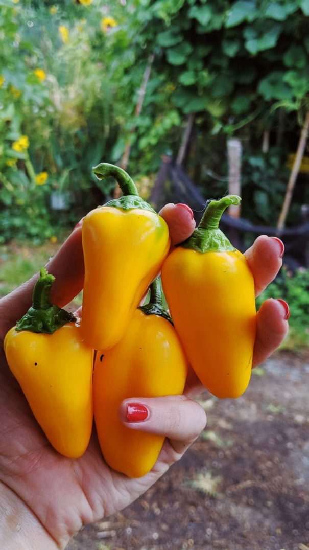 What we're picking in our vegetable garden in NYC in August.