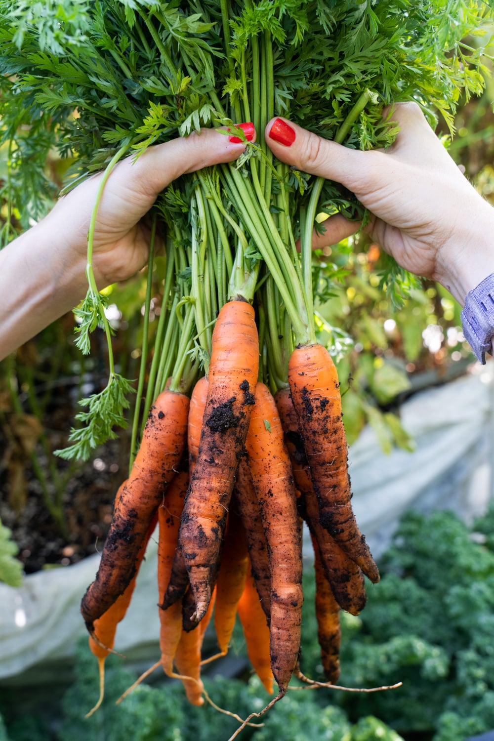 What we're picking in our vegetable garden in NYC in August.