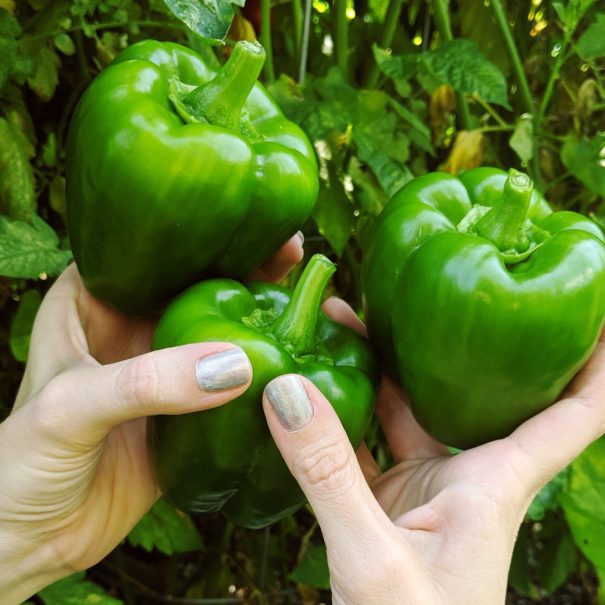 What we're picking in our vegetable garden in NYC in August.