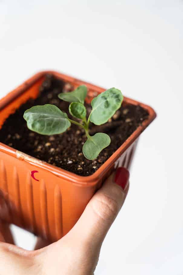 Brussels Sprouts seedling plant