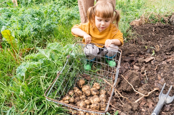 Growing Potatoes with kids is a fun gardening activity that little ones look foward to digging up. Check out how my 2 year old grew her first potatoes.