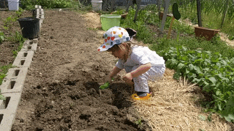 Growing Potatoes with Kids