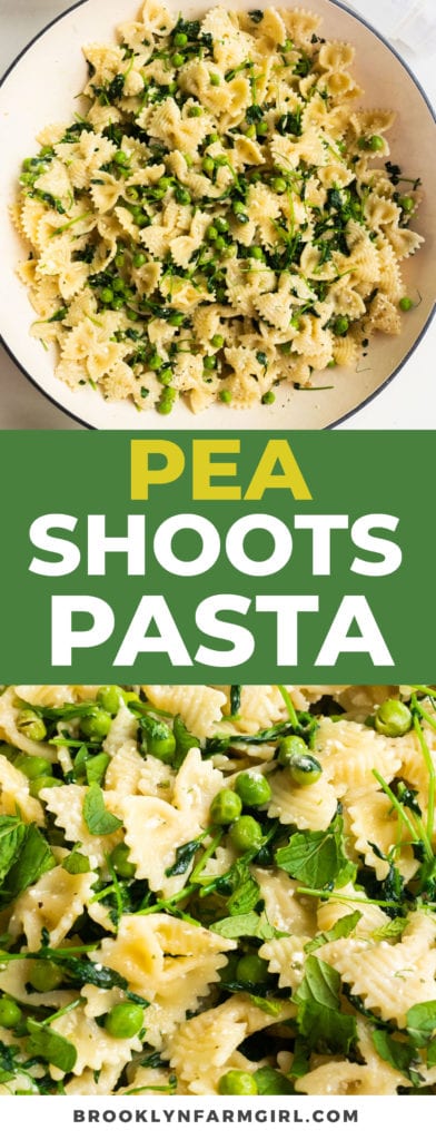 Simple Pea Shoots pasta recipe that's delicious and healthy! Farfalle pasta is mixed with pea shoots, peas and Parmesan cheese to make a 30 minute easy recipe that your family will love! 