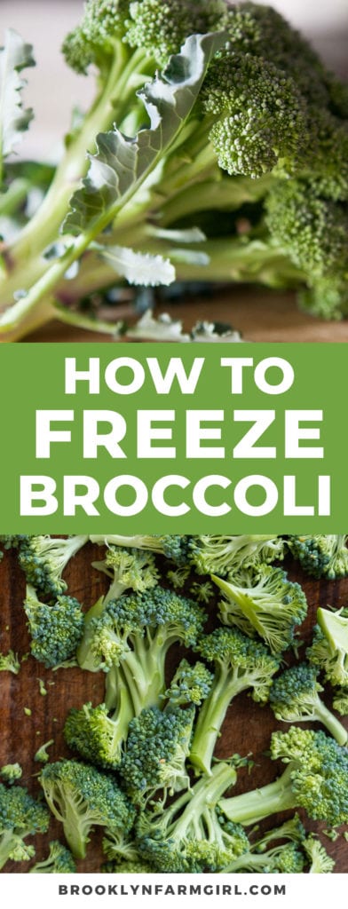 Simple steps to freeze broccoli to use year round in dishes.   Learn how to store your broccoli for long-term use.