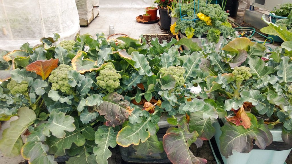 broccoli growing in containers