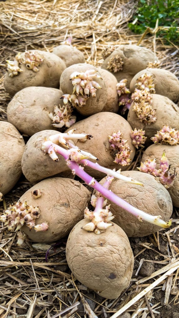 Seed Potatoes getting planted in garden