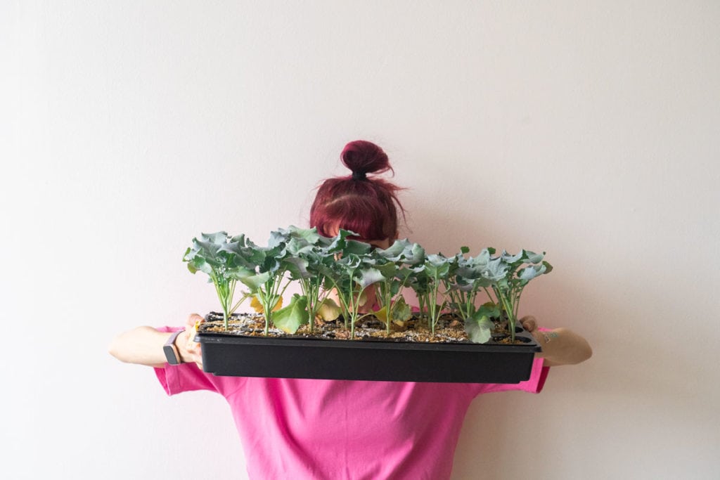 healthy broccoli seedlings