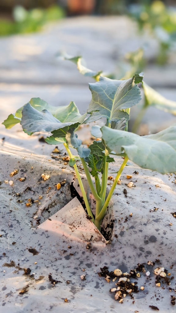 broccoli seedling being planted in garden