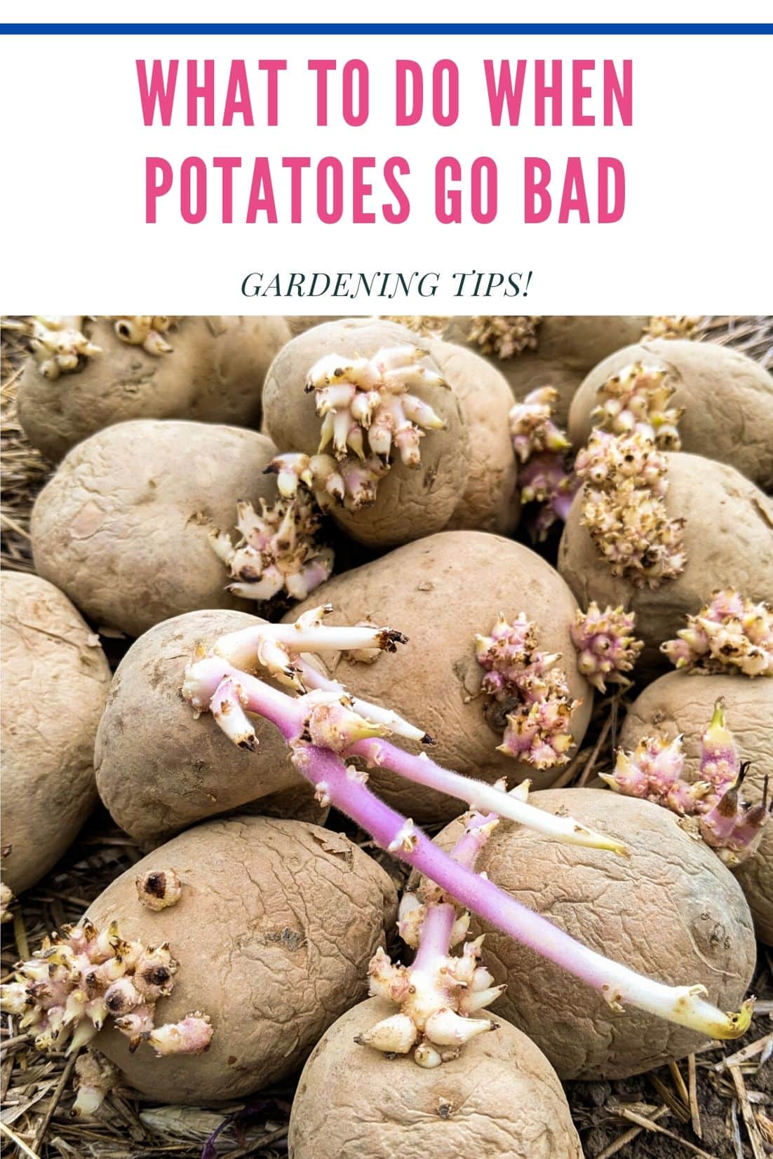 How to Store Potatoes for a Long Time Brooklyn Farm Girl