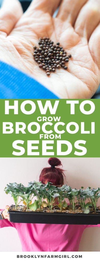 Step by step pictures on how to grow big broccoli heads from seeds starting indoors.  This gives amount of days it takes and best tips.  Learn how to start growing your own food from seeds!