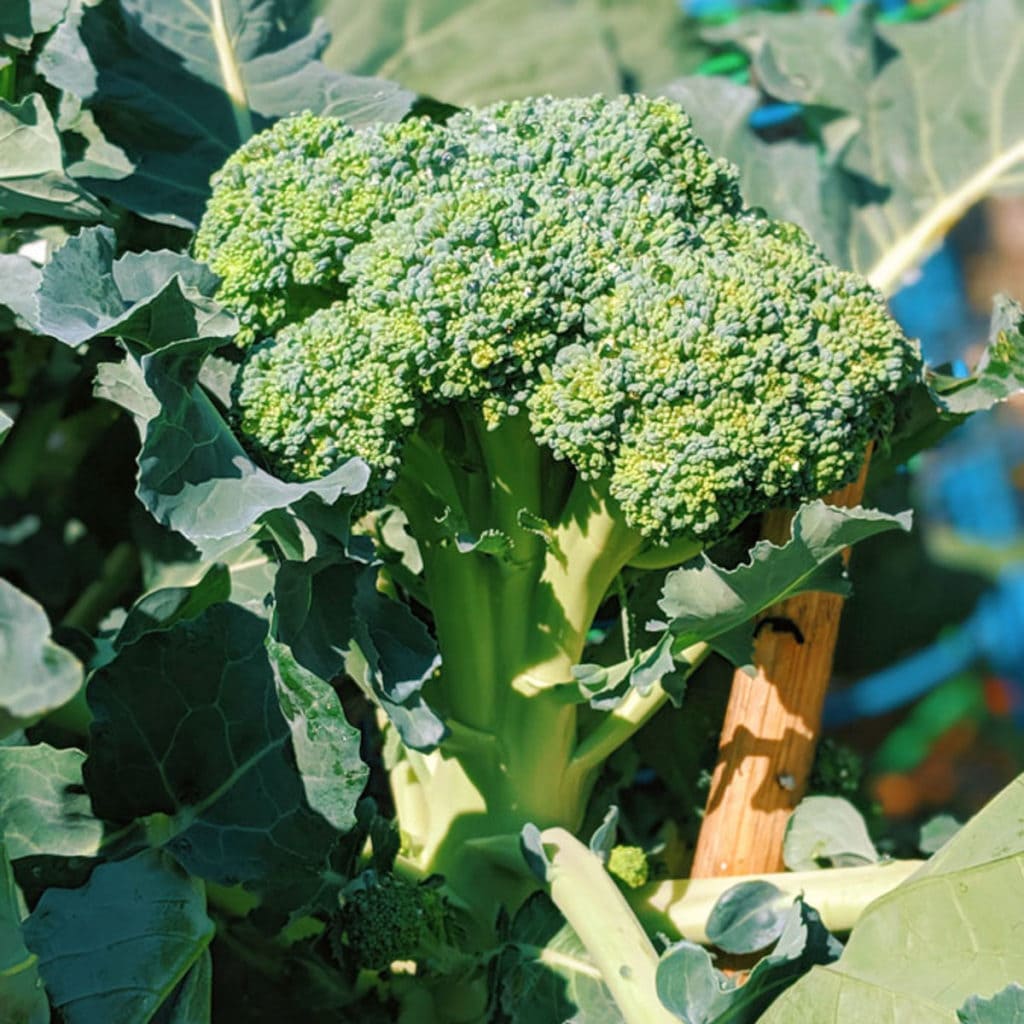 broccoli Archives Brooklyn Farm Girl