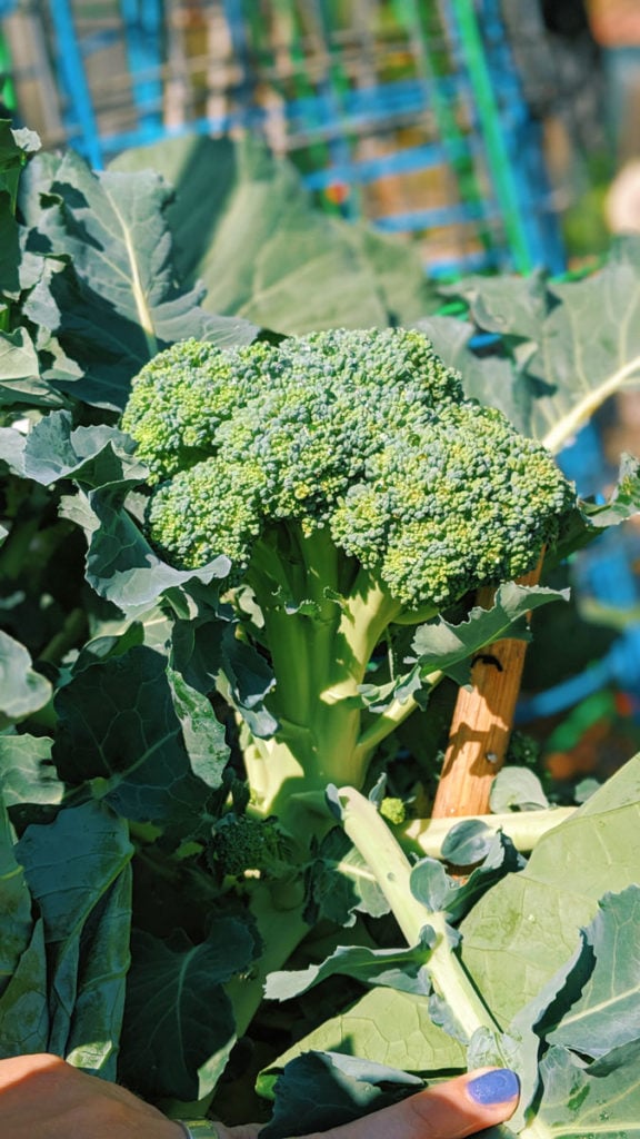 big broccoli head growing