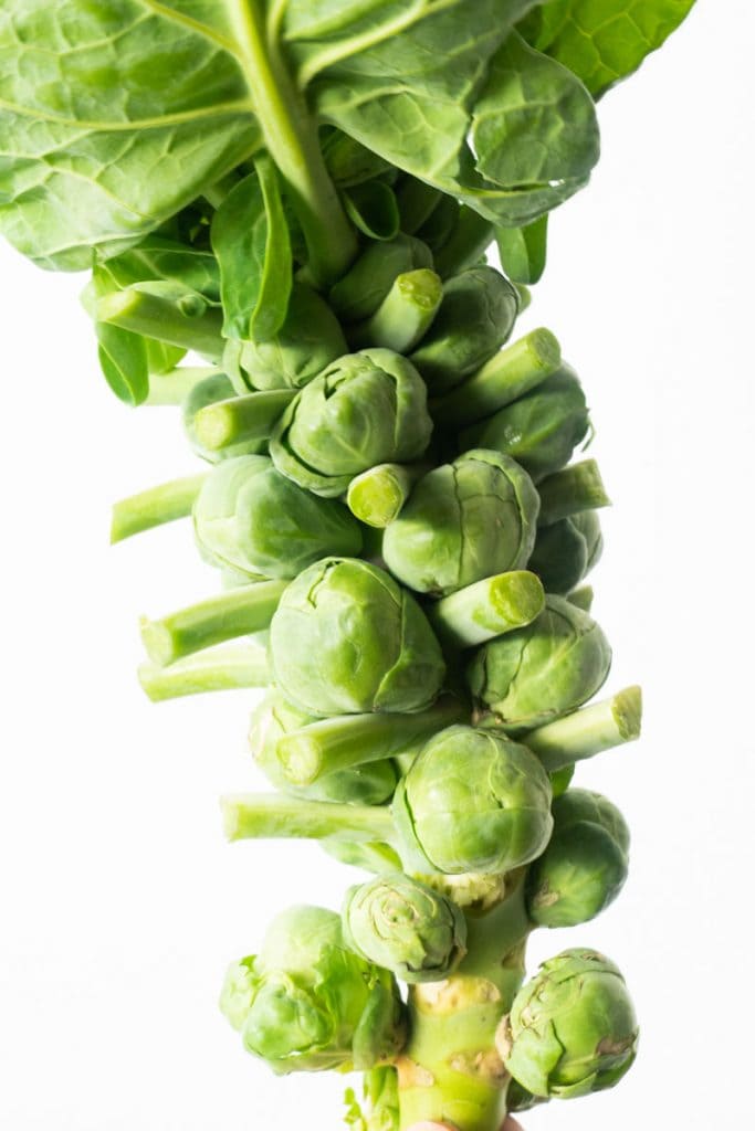 brussels sprouts on stalk