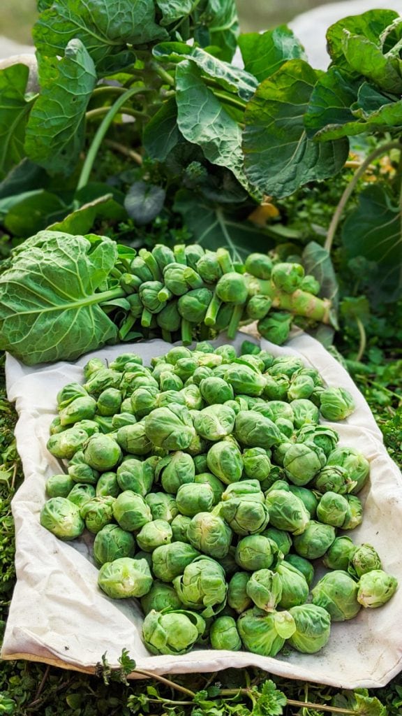 how to pick brussels sprouts in the garden