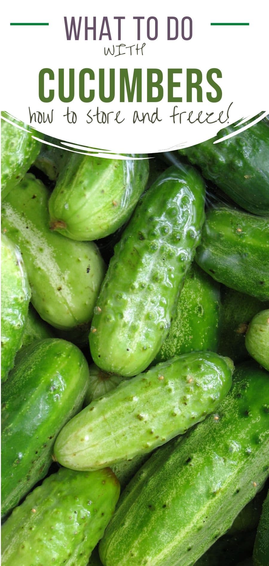 How to Store Cucumbers to Last for Weeks Brooklyn Farm Girl