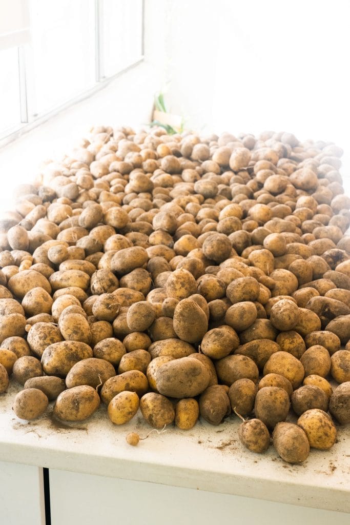 white table filled with potatoes