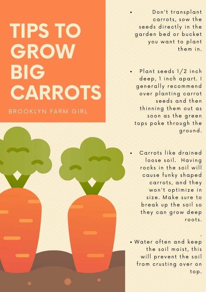 We grew giant carrots in our NYC garden.  Find out tips and tricks to grow big carrots in your own garden. 