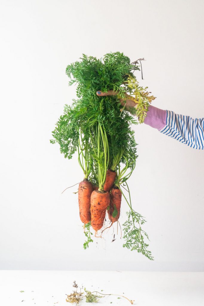 arm wearing striped shirt holding carrots with green tops still attached