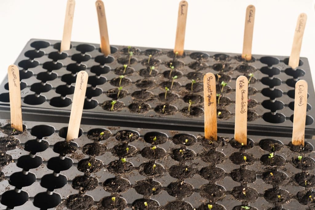 seed trays with seedlings inside