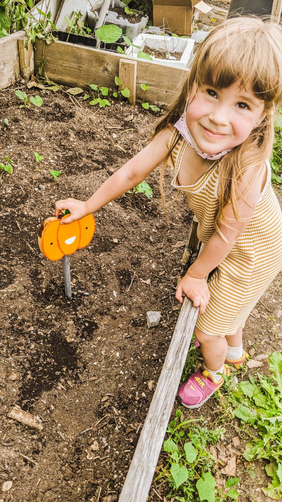 little girl pushing garden stake into the garden bed.