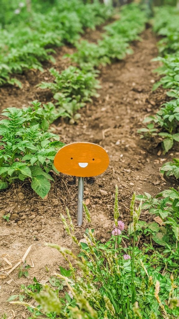 cute potato sign in garden.