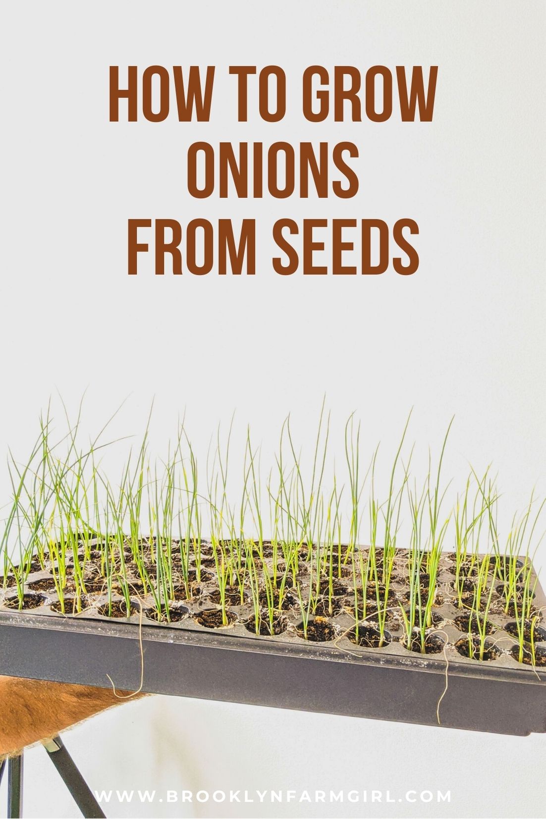 Growing Onions Over Winter (in NYC) Brooklyn Farm Girl