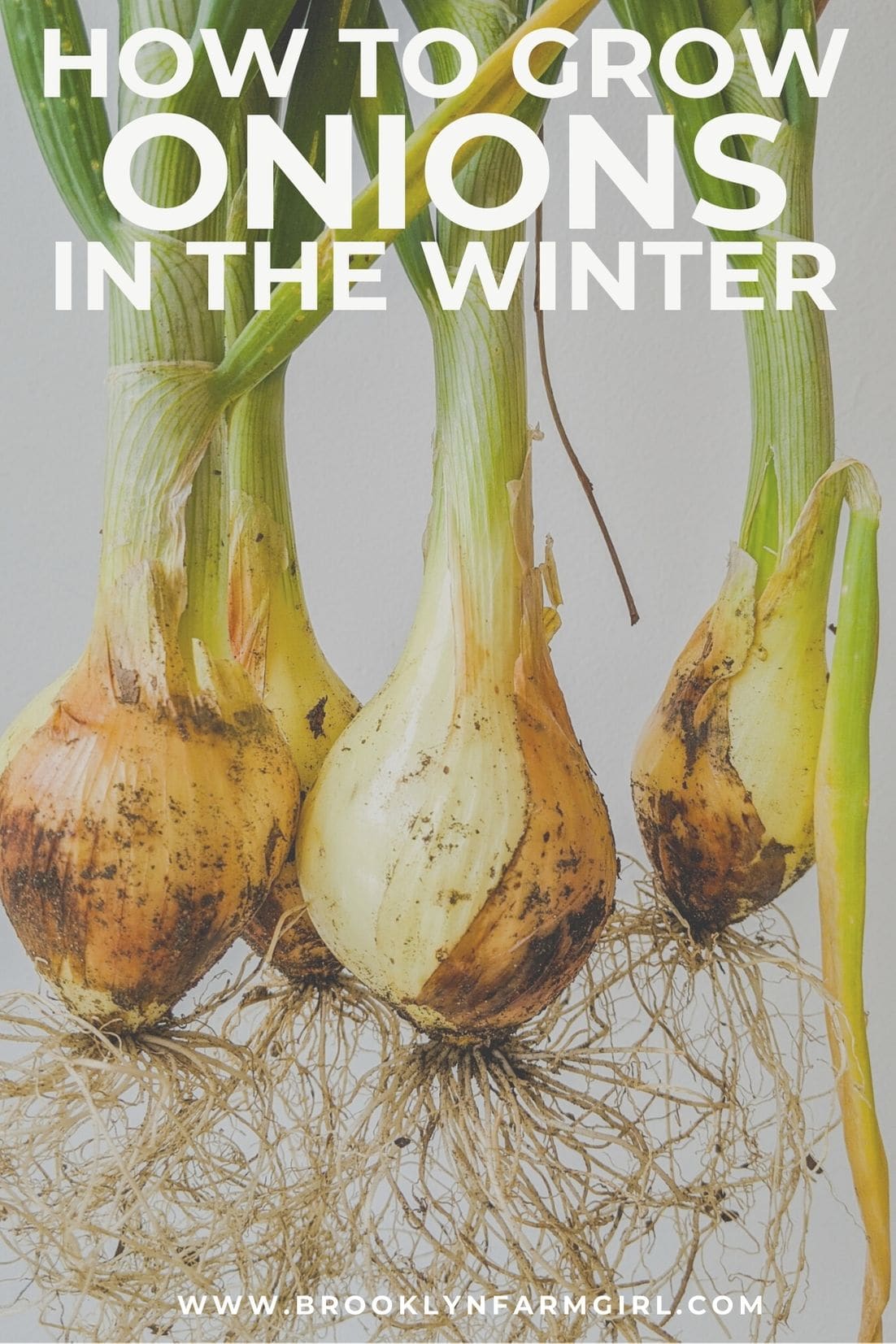 Growing Onions Over Winter (in NYC) Brooklyn Farm Girl