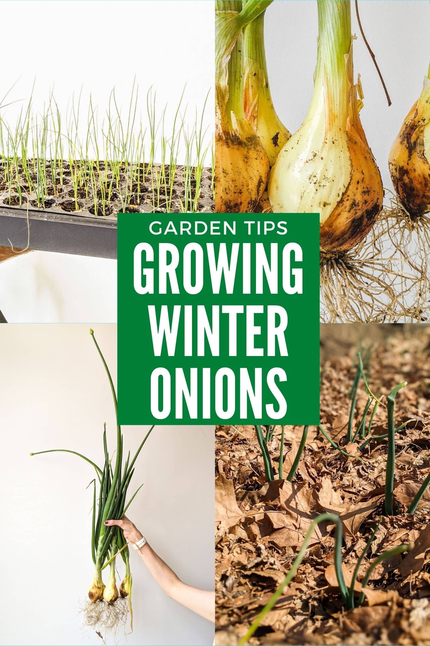 Growing Onions Over Winter (in NYC) Brooklyn Farm Girl
