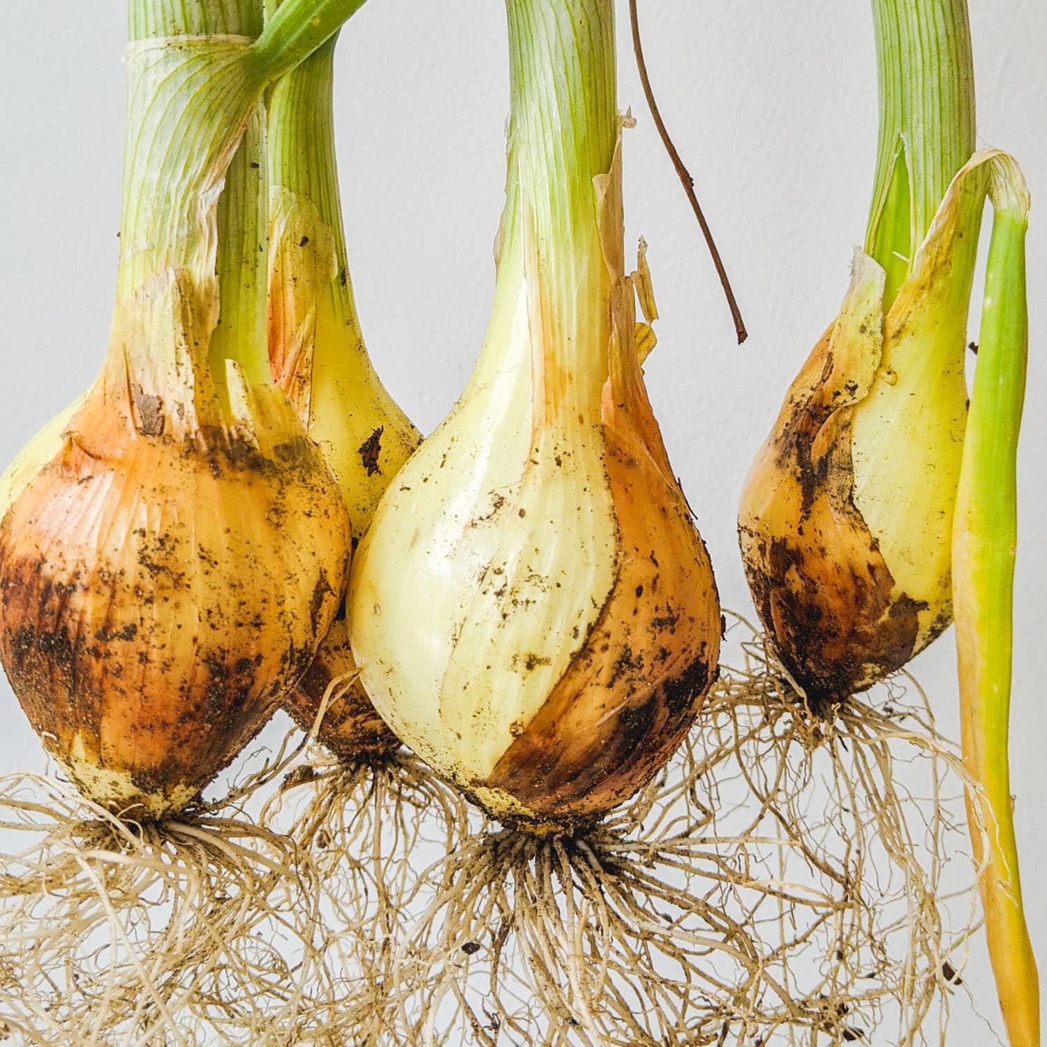 Growing Onions Over Winter (in NYC) Brooklyn Farm Girl