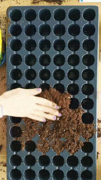 hand spreading potting mix over seed trays