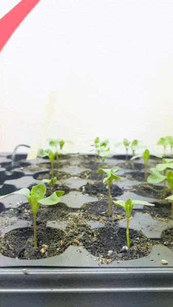 seedlings that are a few days old. 