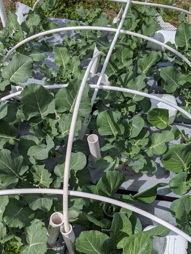 How To Build A SubIrrigated Planter Brooklyn Farm Girl