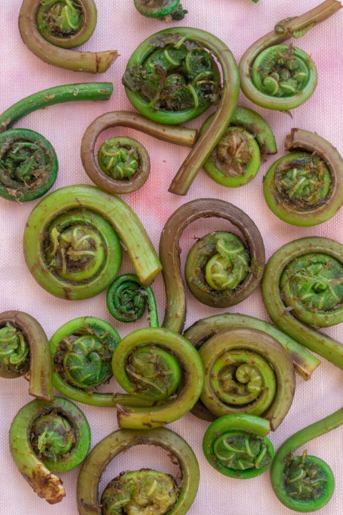 cleaned fiddleheads on pink cloth.
