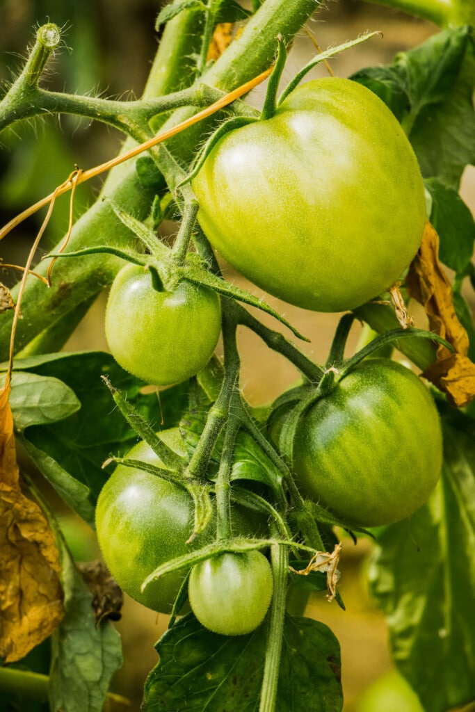 green tomatoes in fall on plant.