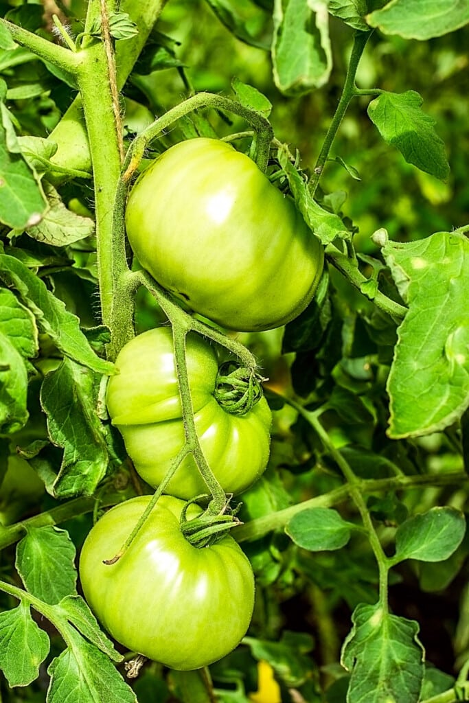 green tomatoes on vine.