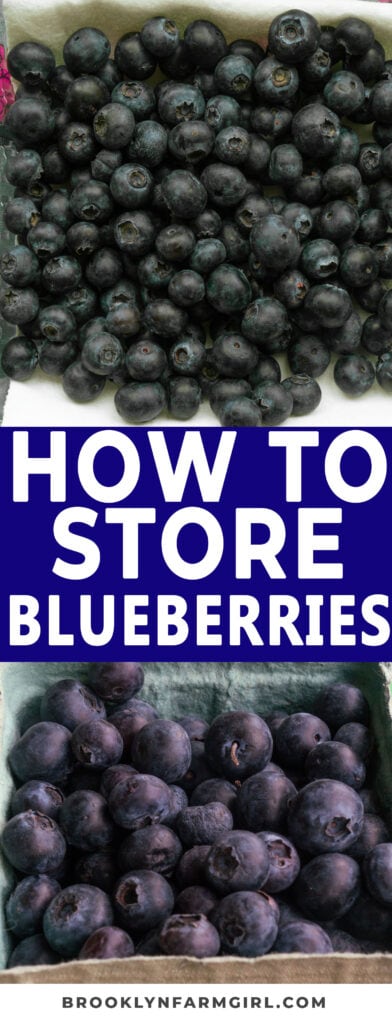 Step-by-step instructions on how to store blueberries, keeping them fresh and sweet for weeks! The secret is a paper towel! Sort and remove damaged berries, refrigerate in a dry container, and wash just before enjoying. Also includes directions on how to freeze blueberries.