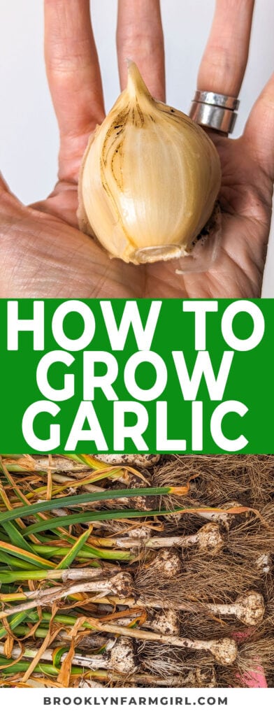 Here's how we plant and harvest garlic, providing tips on how you can grow GIANT cloves that are the size of your fist! Garlic takes about 8-9 months to grow - so start planning now! 