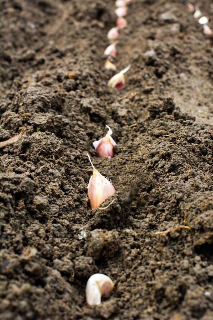 garlic cloves, pointy side up being planted in the soil. 