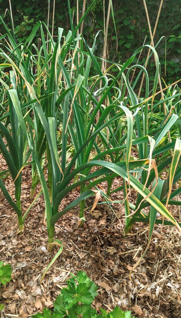 garlic with browned leaves ready to be harvested.