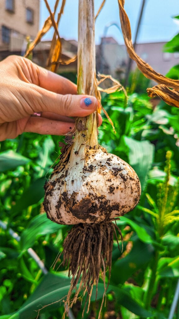 hand holding garlic in the garden just harvested.