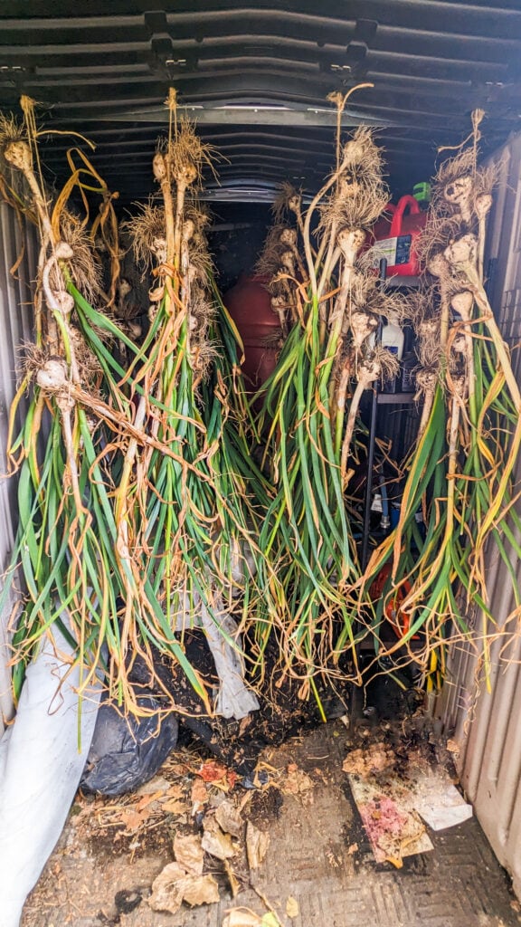 garlic hung up in a shed drying.