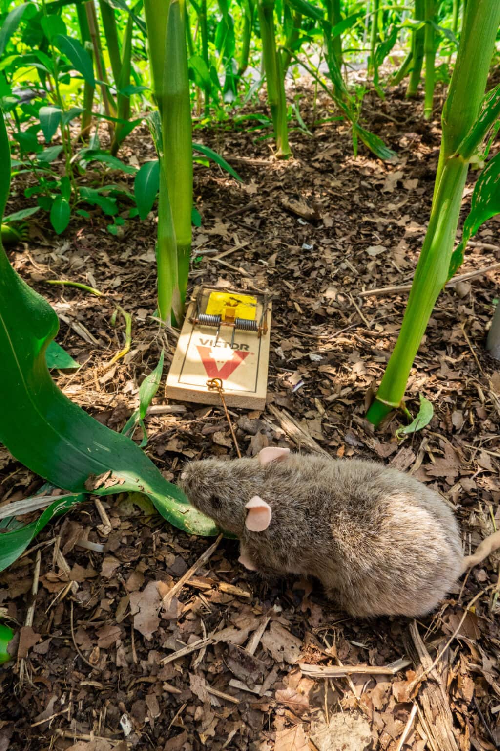 How to Protect Corn From Rats Brooklyn Farm Girl