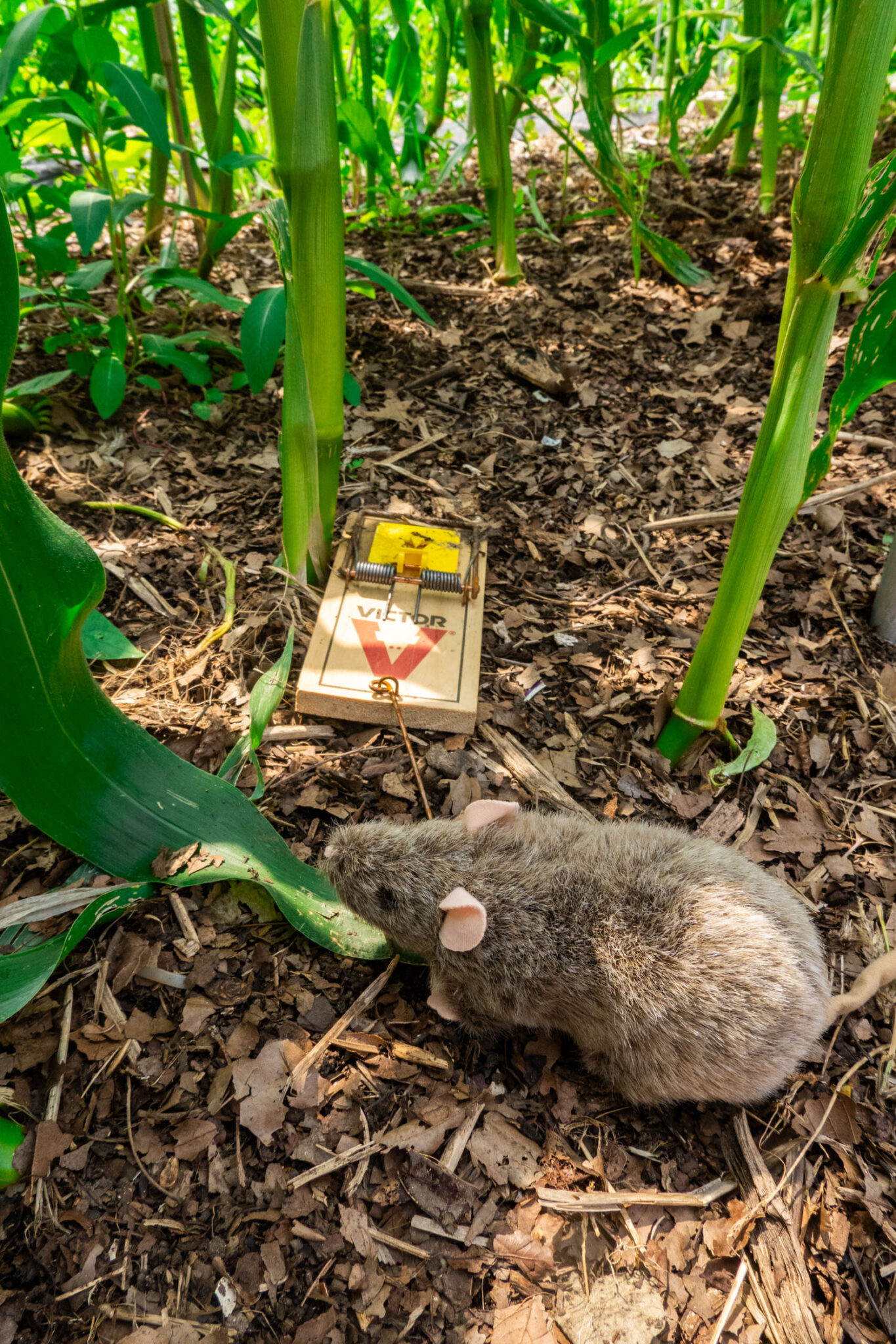 How to Protect Corn From Rats Brooklyn Farm Girl