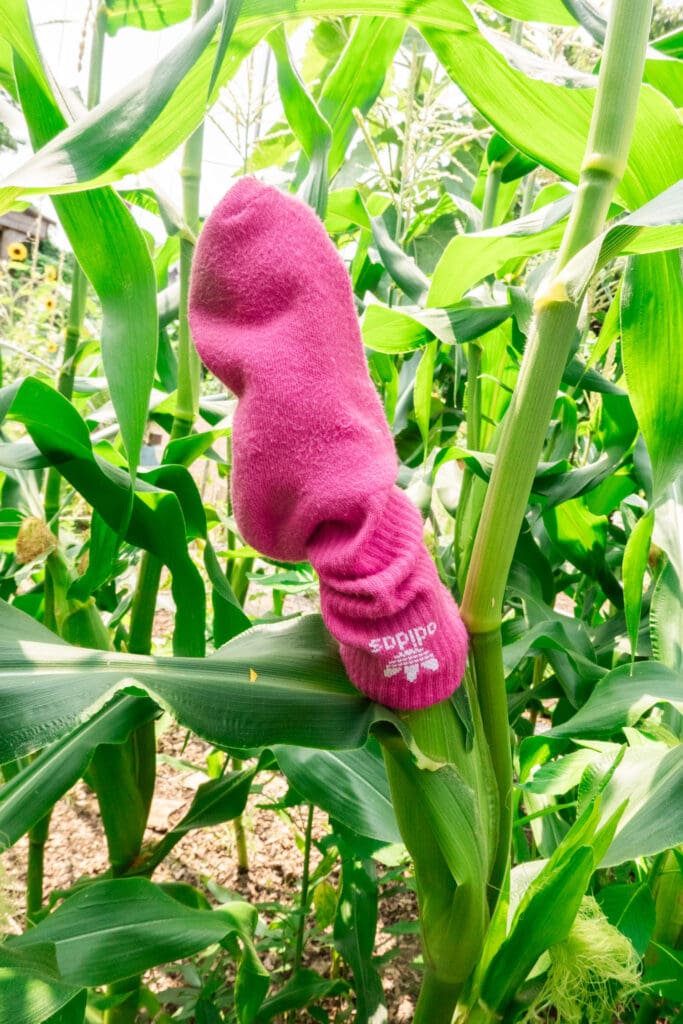 pink sock on corn of ear in garden.