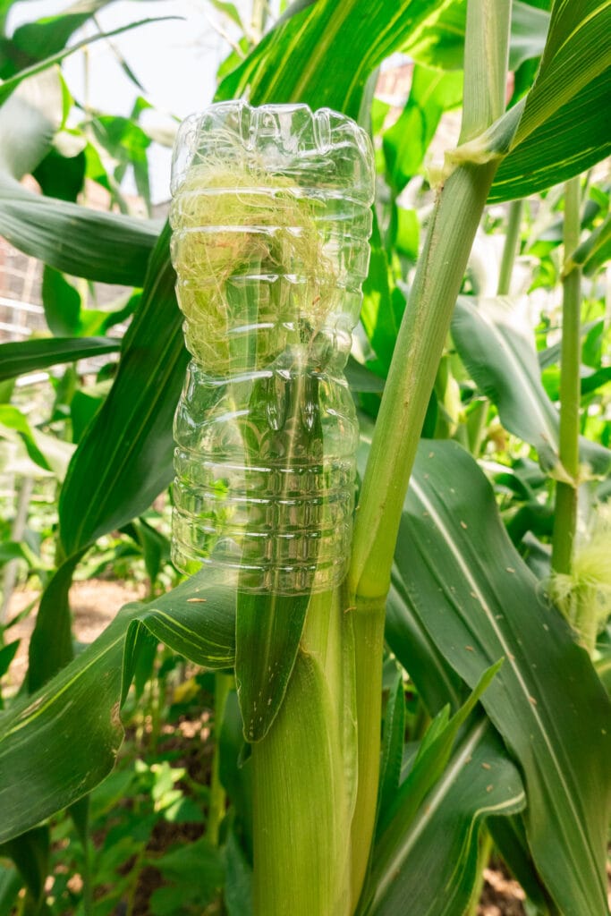 plastic water bottle over ear of corn.