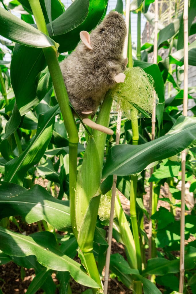 rat sitting on ear of corn in garden.